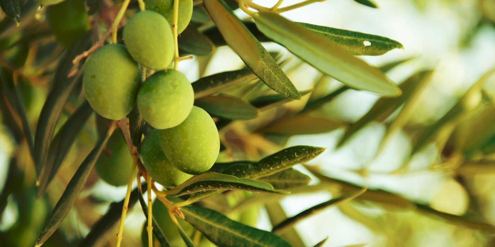 Ein Olivenzweig mit Oliven in der grünen Natur