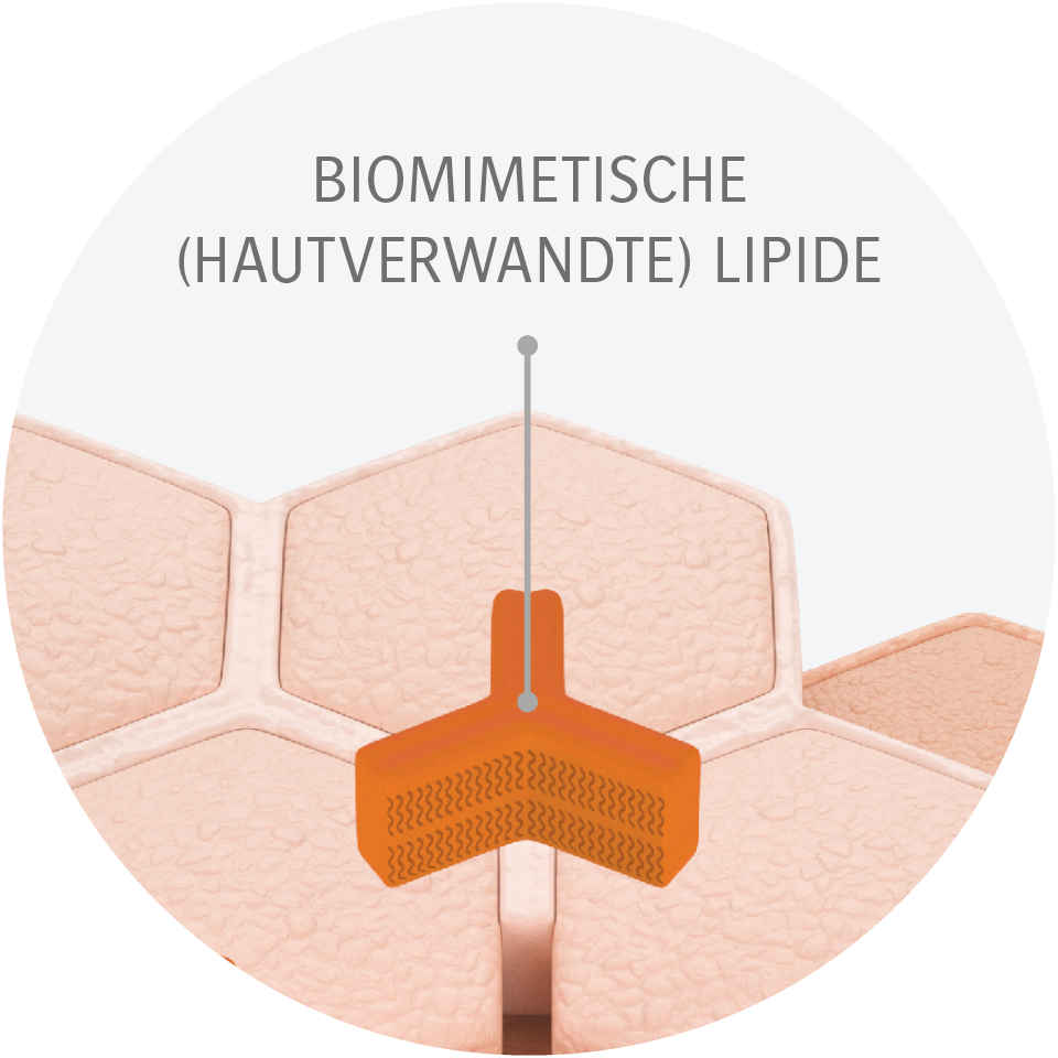 Graphische Darstellung von biomimetischen Lipiden, die sich wie passgenaue Puzzleteilchen in die Lücken des Lipidfilms trockener Haut einfügen und die Hautbarriere so reparieren.