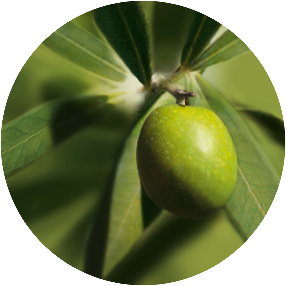 Strauch mit einer Olive als Symbol für Olivenöl